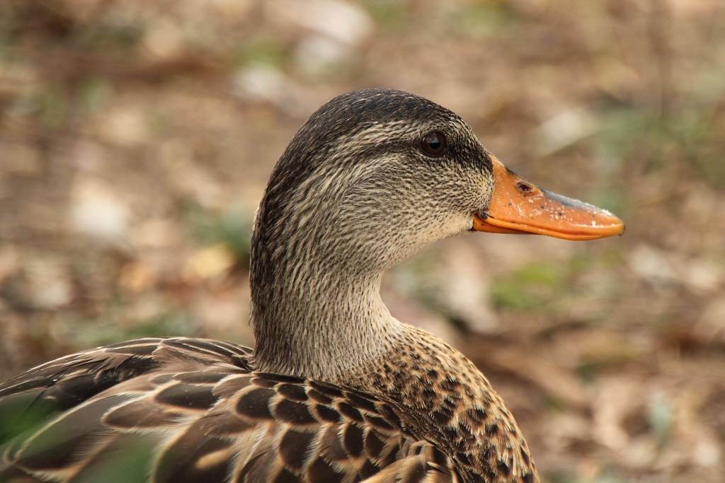 Mallard Portrait by Mr.TinDC is licensed under CC BY-ND 2.0.